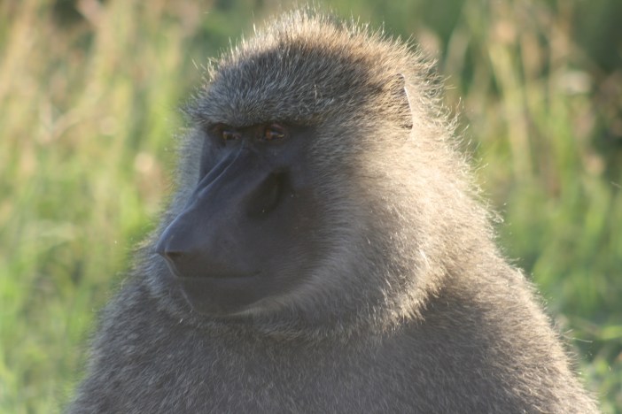 This baboon looks a little sad as he's a monkey not an ape and can't join the Ape Awayday. Luckily, you are an ape so you can. Image copyright: Liz Kalaugher
